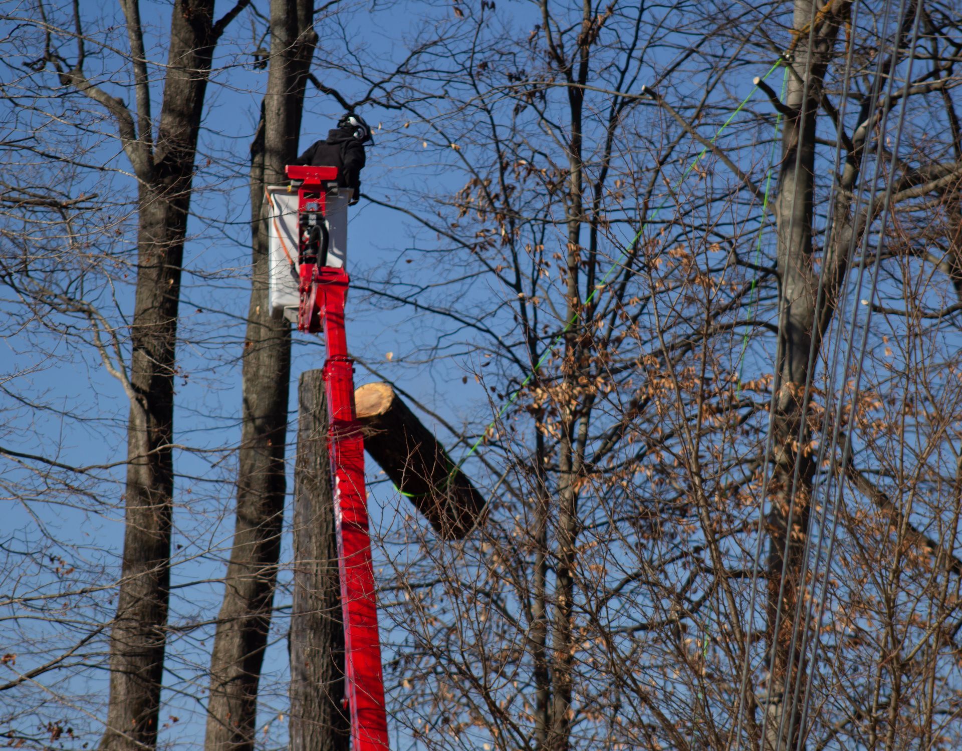 A man in a bucket is cutting a tree