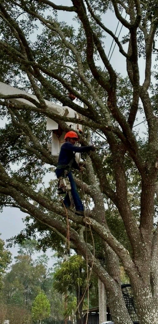 a man is cutting a tree with a chainsaw