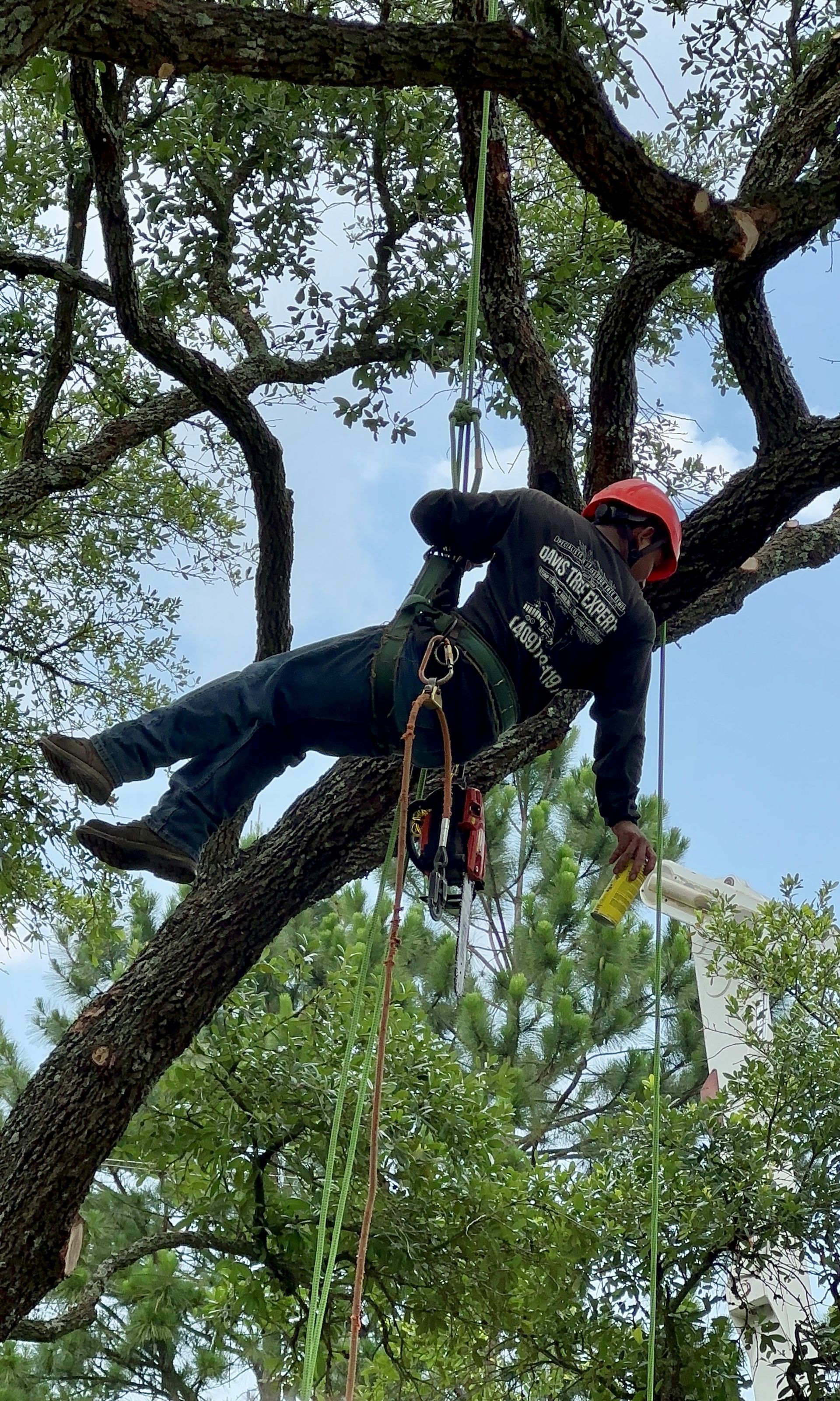 a man is laying on a tree branch .