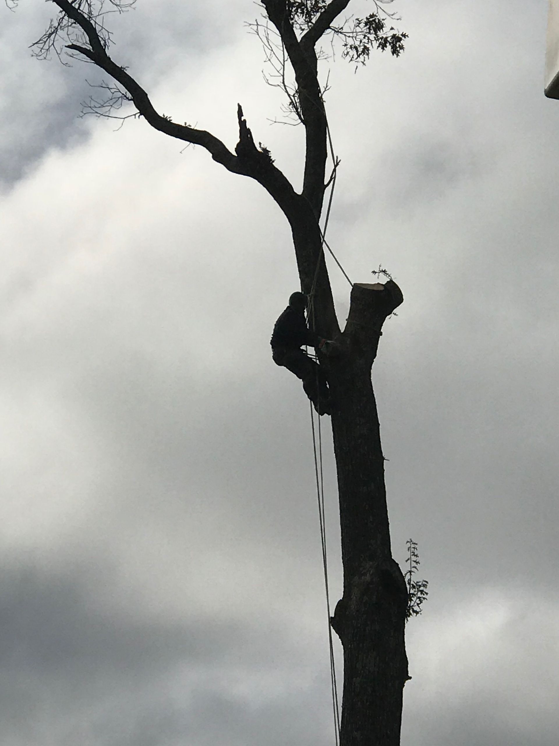 a silhouette of a tree with a cloudy sky in the background