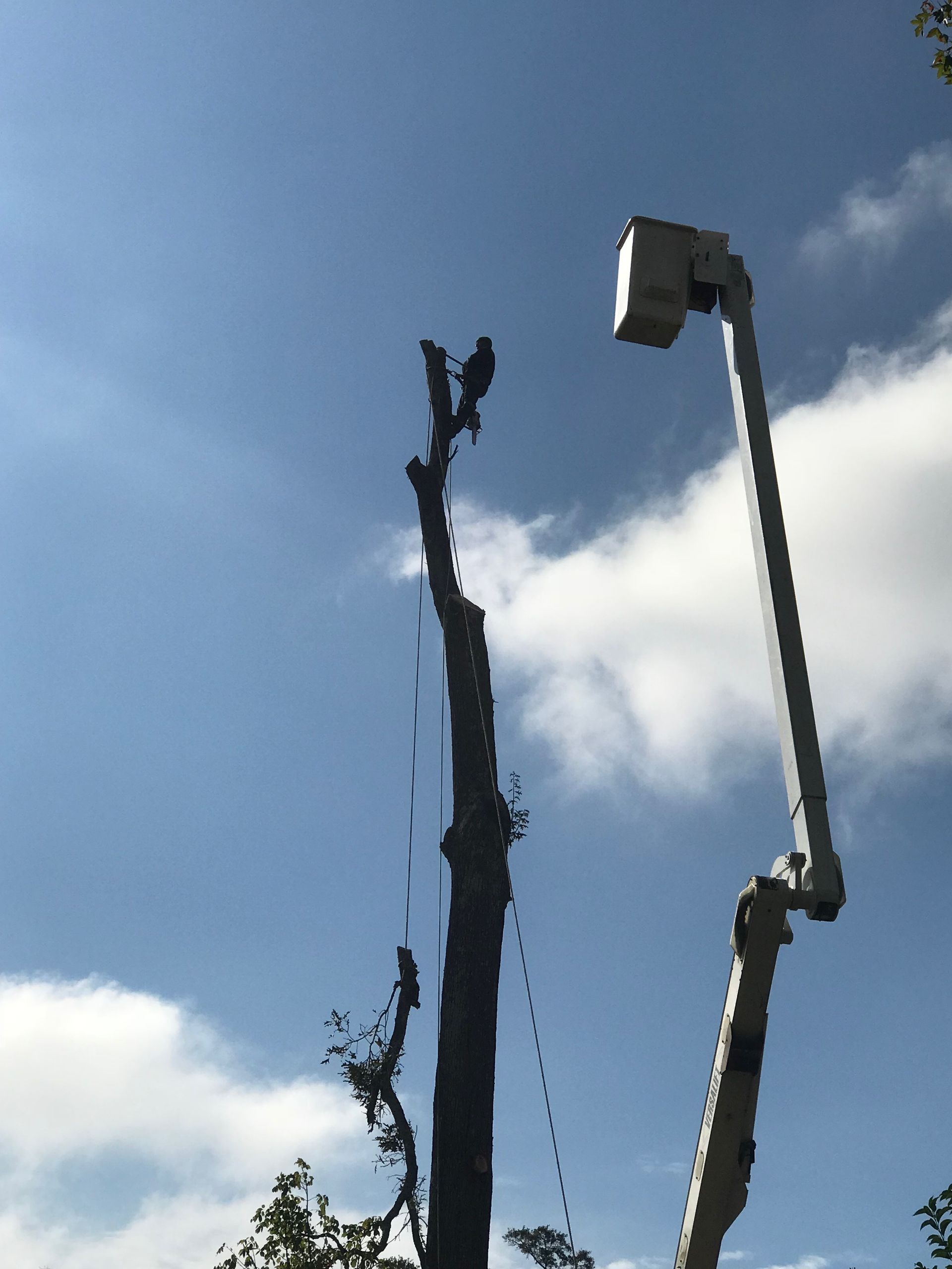 a crane is cutting a tree with a blue sky in the background