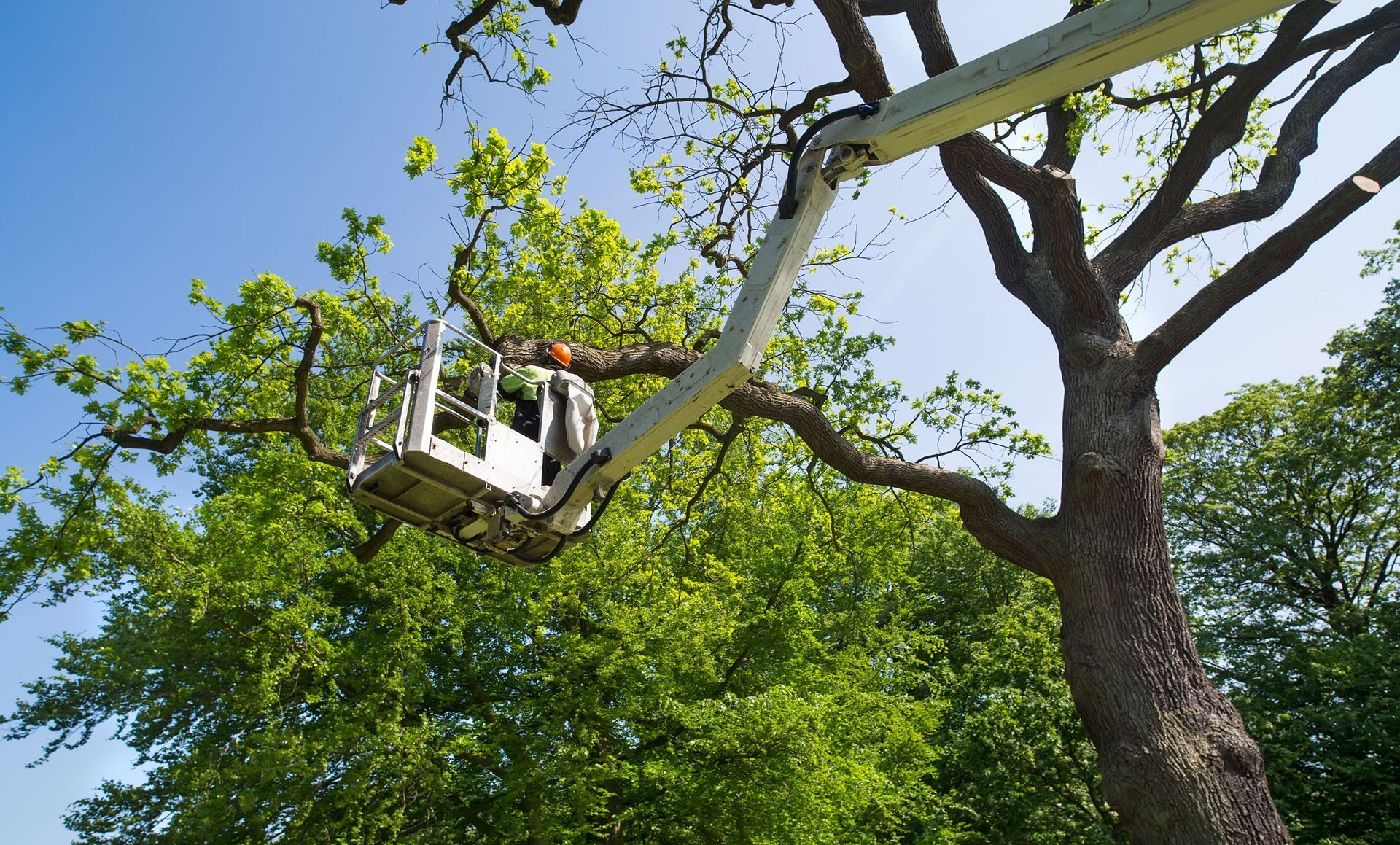 Tree Services Davis Tree Experts Vidor TX Beaumont TX