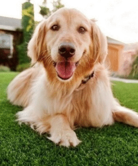A dog is laying on the grass with its tongue hanging out.