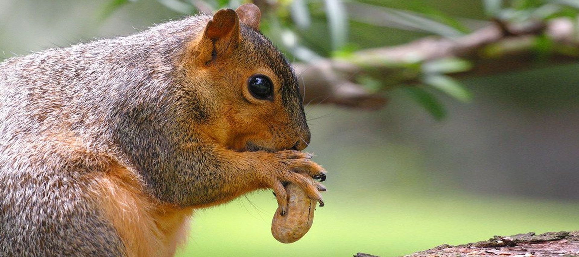 Close-up of a squirrel holding and eating a nut on a tree branch