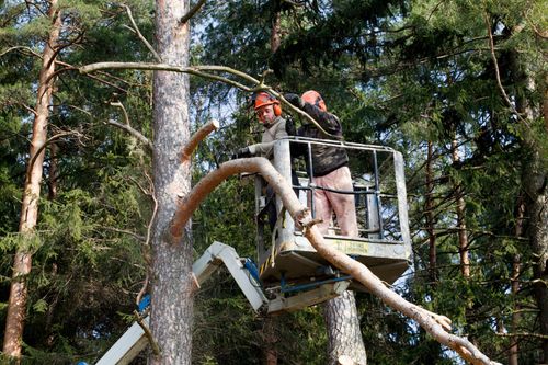 Six Tree Service