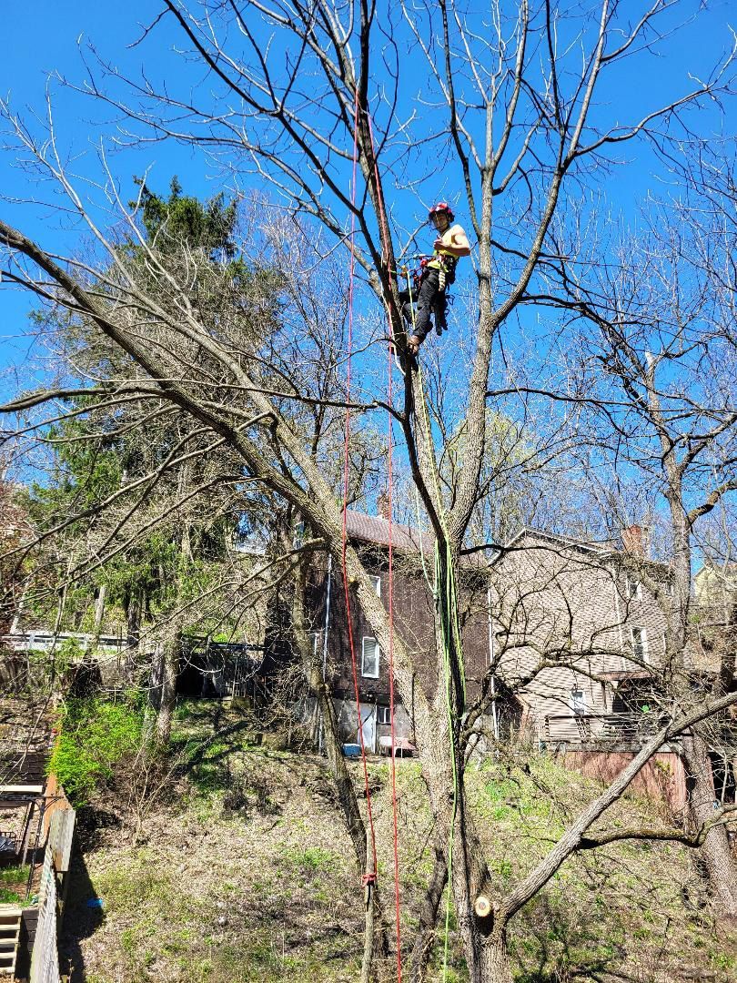 A worker in protective gear is high in a tree, using a chainsaw to prune branches on a sunny day.