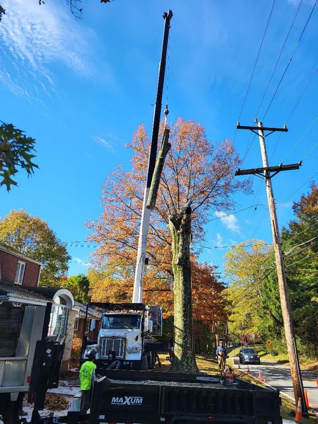 A crane lifts a large tree section near power lines and a house, with a worker in a high-visibility vest nearby.