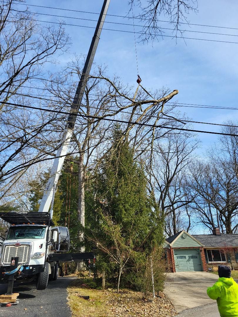 A crane removes a large tree branch near power lines in a residential yard while a person in a neon jacket observes.