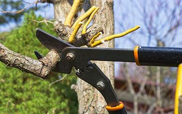 Trim and Prune Your Trees