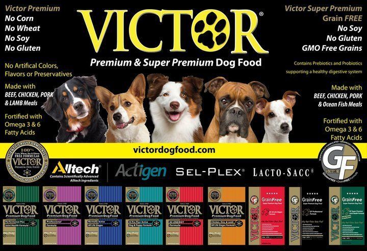 victor-dog-banner