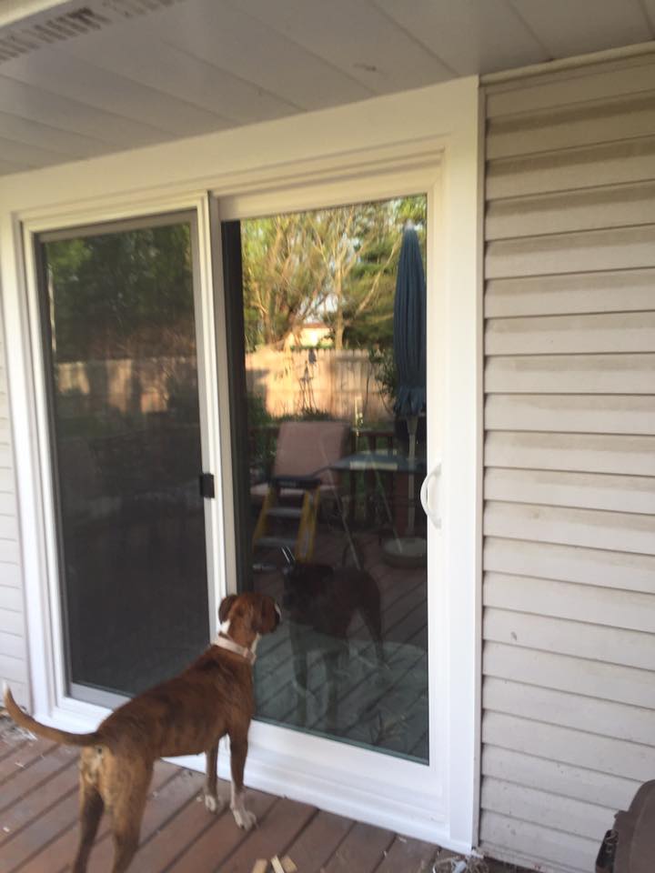 Brown dog gazing at backyard through sliding glass door.