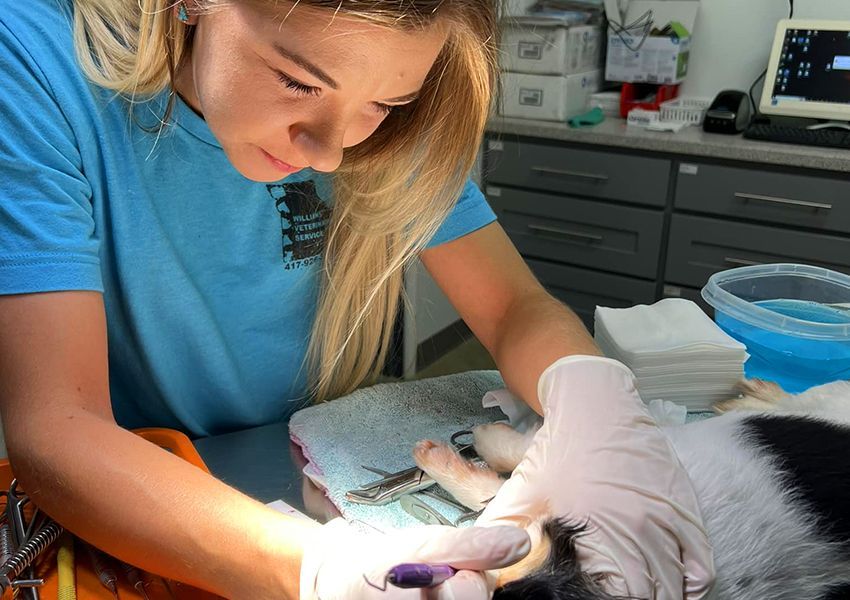 About Williams Veterinary Service