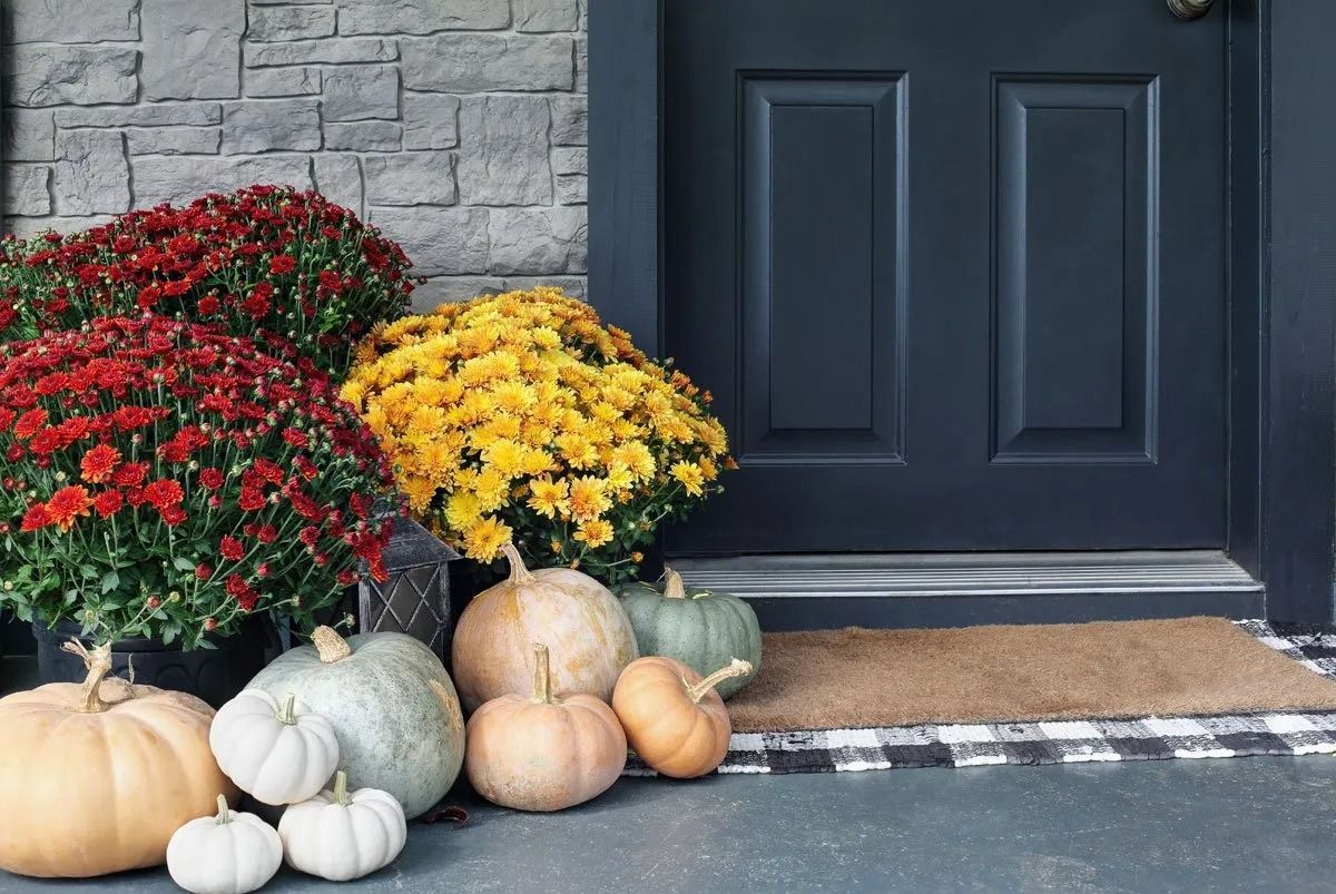 Fall porch decor: red and yellow mums, pumpkins, dark blue door, welcome mat.