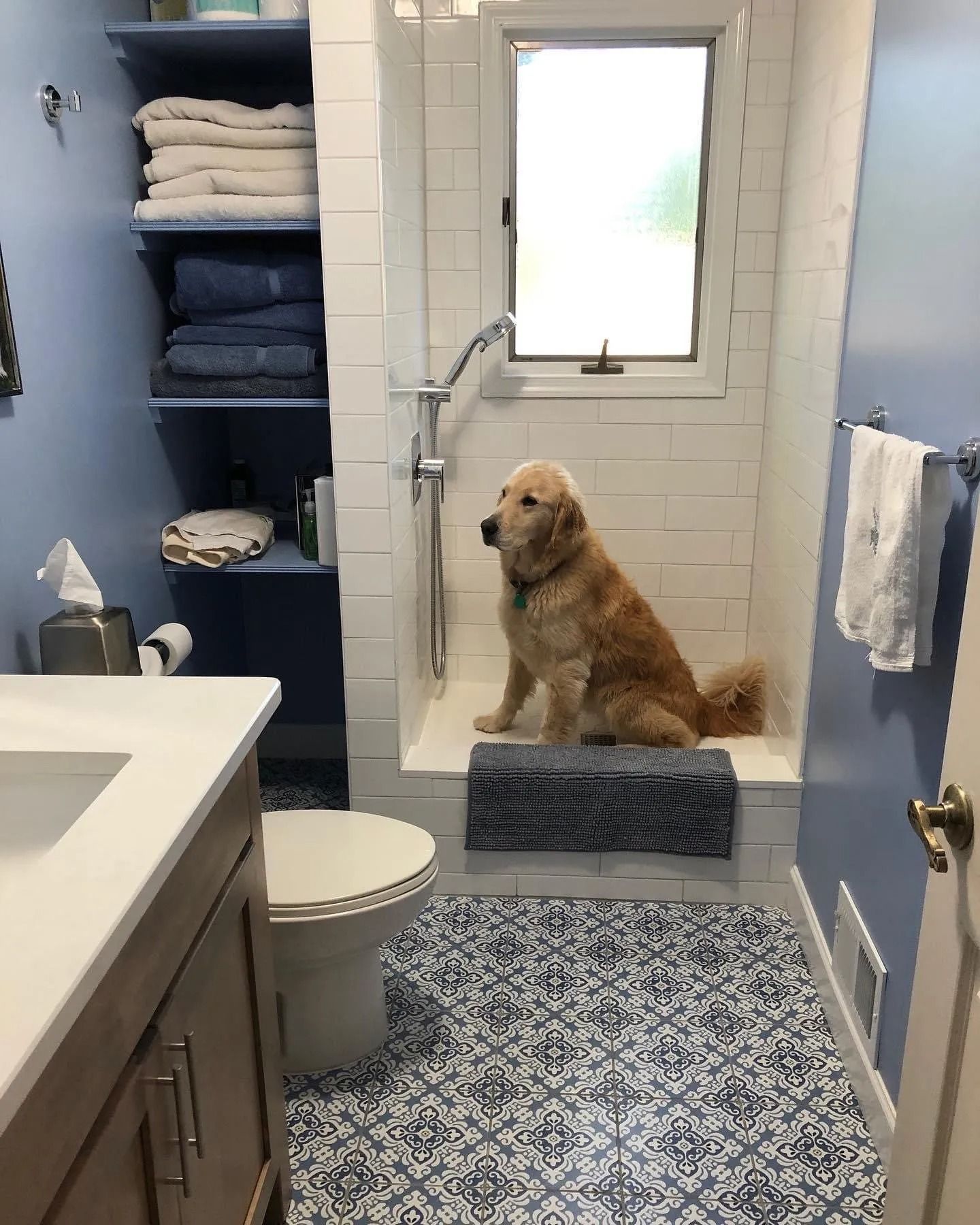Golden retriever sits in a shower with a blue and white patterned floor, a blue wall, and towels on shelves.