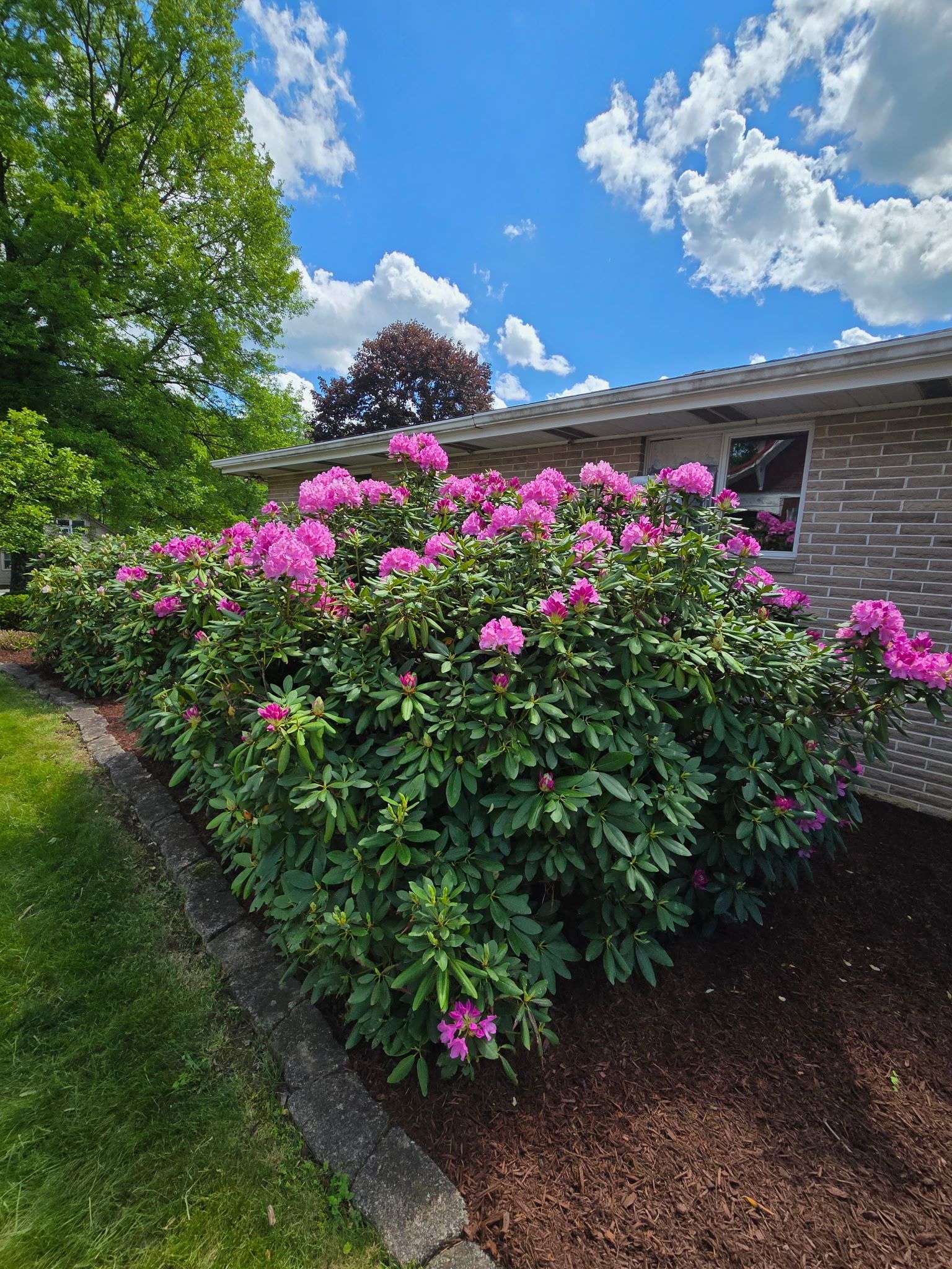 Pink rhododendron bushes in full bloom in front of a brick house under a blue sky with clouds.