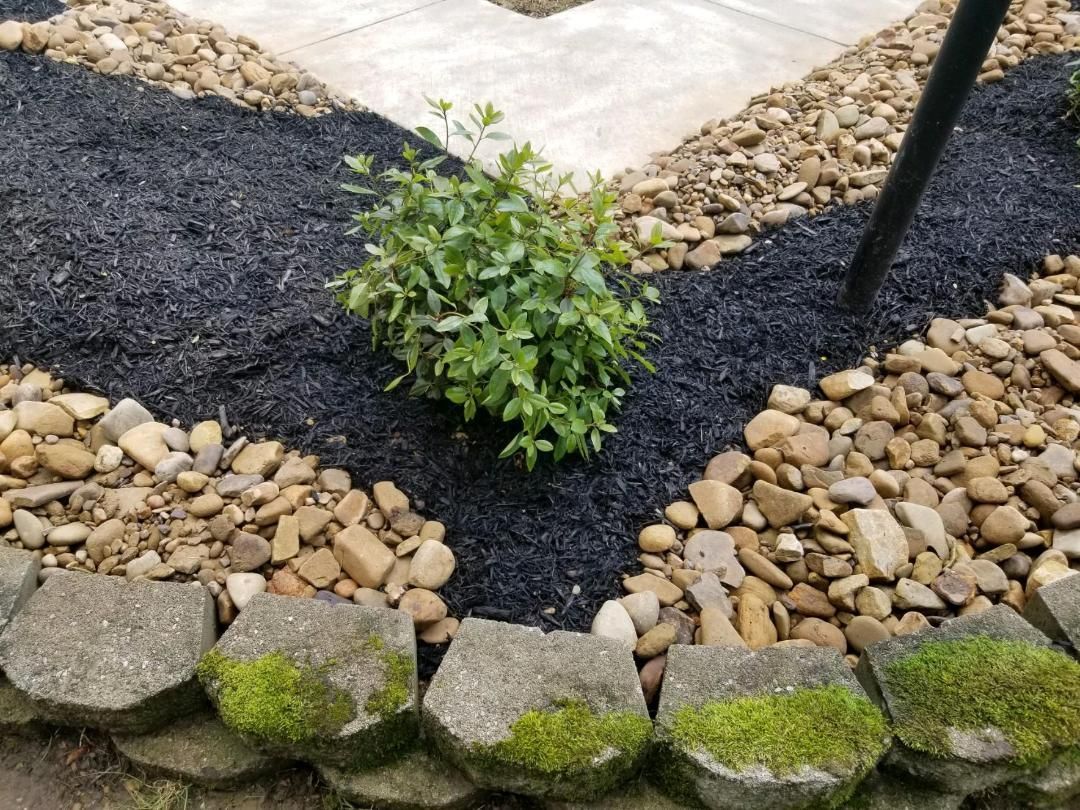 Black mulch bed with small green plant, bordered by rocks and concrete blocks covered in moss.