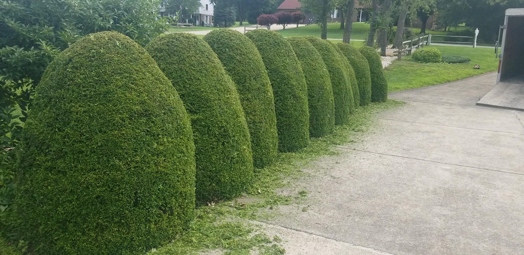 A row of neatly trimmed, cone-shaped green bushes beside a concrete walkway.