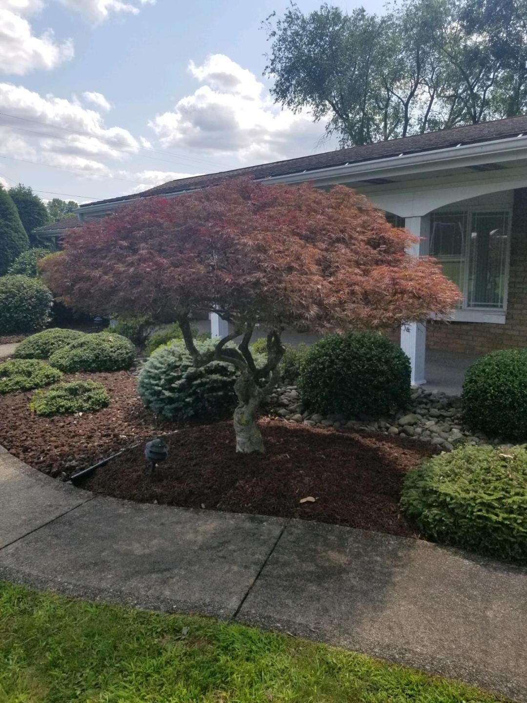 Red-leaved Japanese maple tree in a mulched bed in front of a house, with green shrubs and a sidewalk.