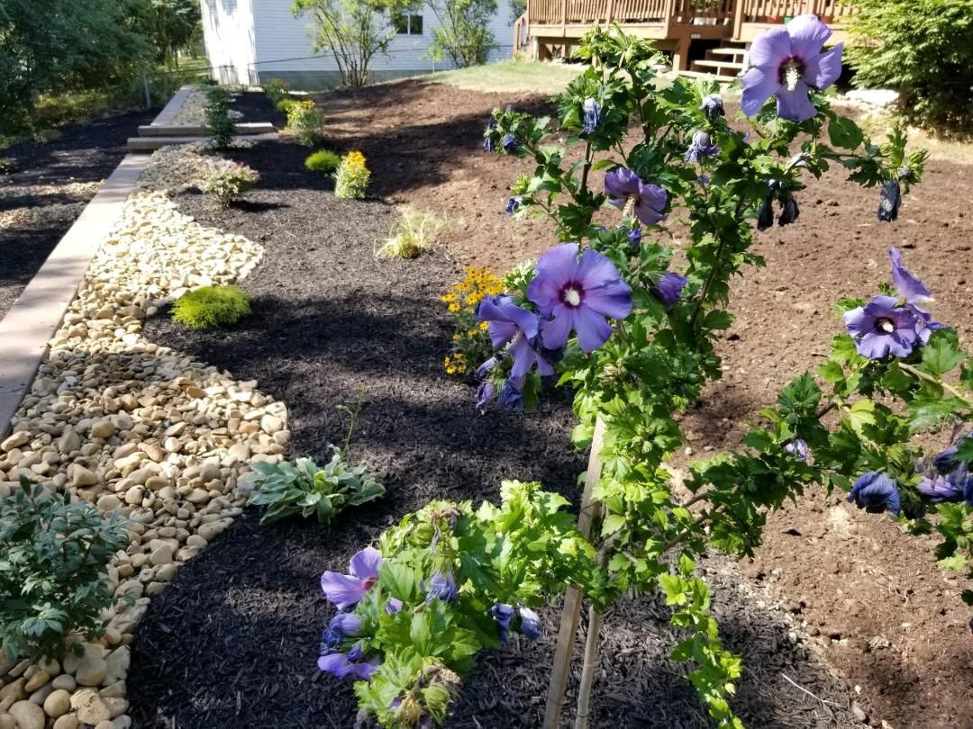 Purple hibiscus in a garden bed with black mulch, tan rocks, and other plants. A white house is in the background.