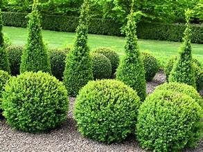 Green topiary garden with cone and ball-shaped shrubs, neatly trimmed on a bed of gravel.