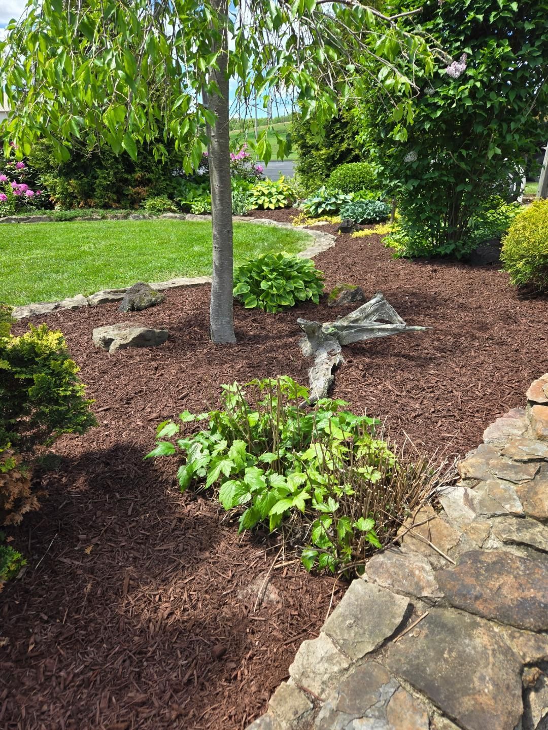 A cat sits in a garden bed with mulch, trees, and green plants. Sunlight and stone wall visible.