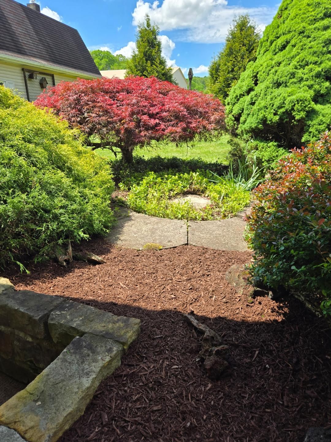 Red Japanese maple tree in a yard surrounded by green bushes and brown mulch.