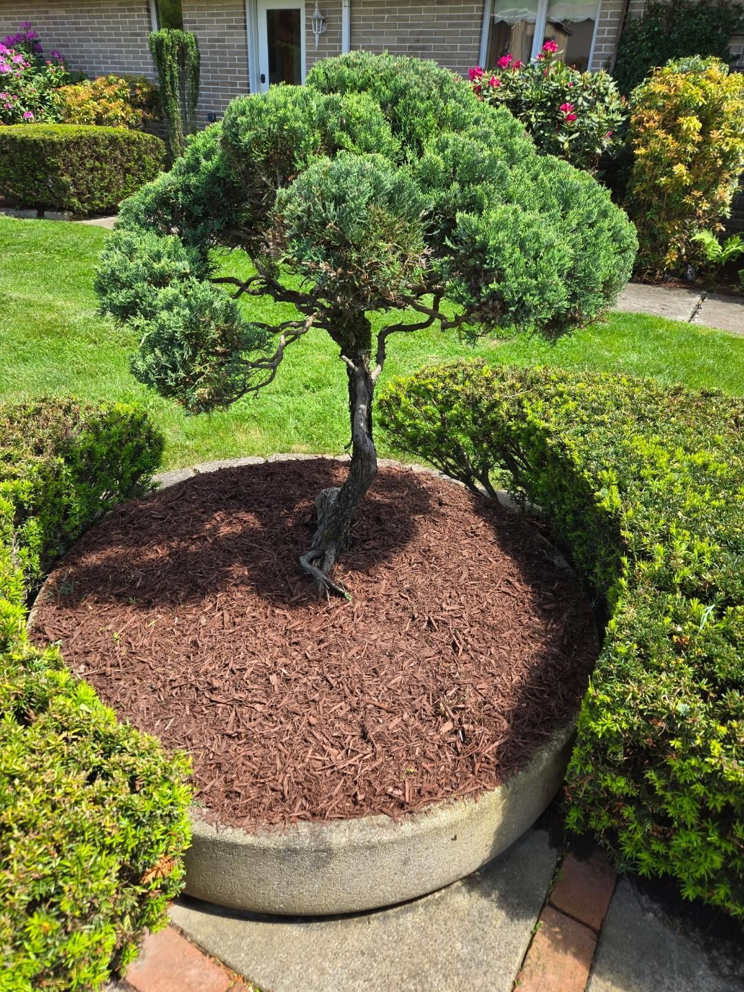 Bonsai tree in a circular concrete planter surrounded by mulch, clipped bushes, and a brick walkway.