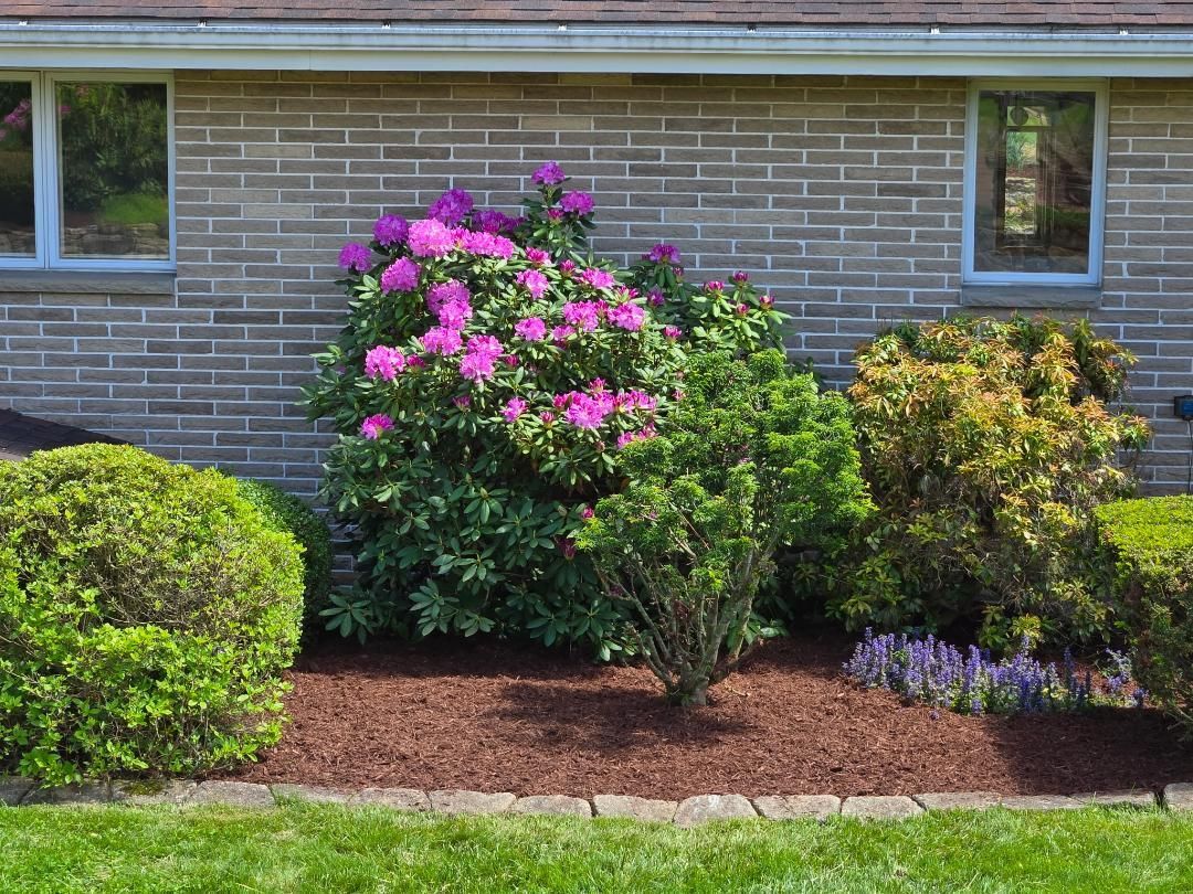Landscaped yard with flowering pink rhododendron, shrubs, brick wall, and green lawn.