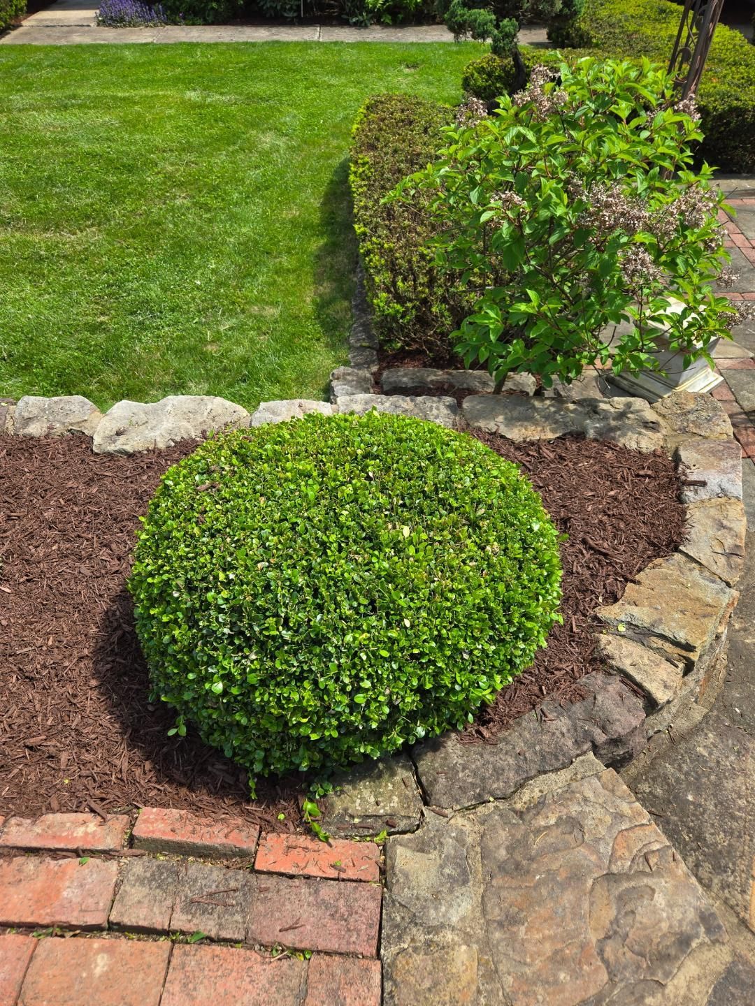 A neatly trimmed, round green shrub in a bed of brown mulch bordered by stone and brick.