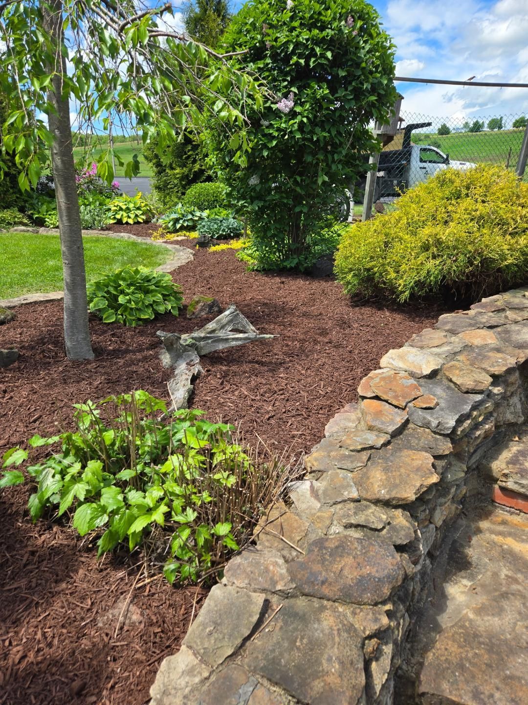 Mulched garden bed with stone edging and various green plants under a blue sky.