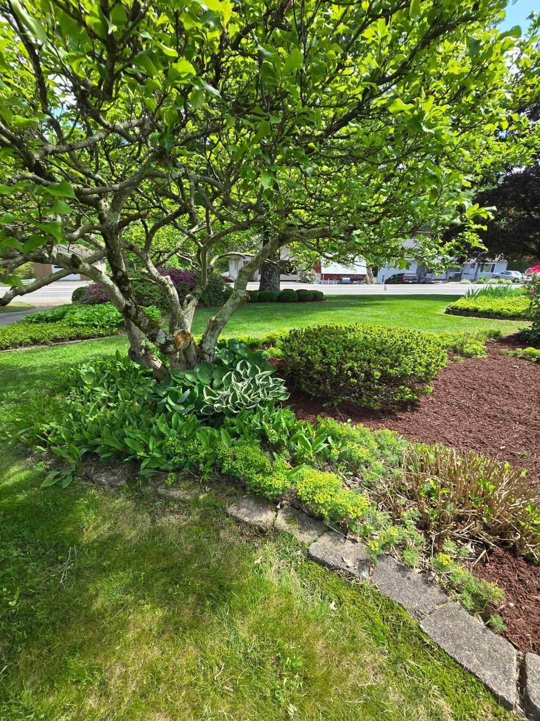 Green tree with lush foliage in a garden bed with grass and brown mulch. Bright, sunny day.
