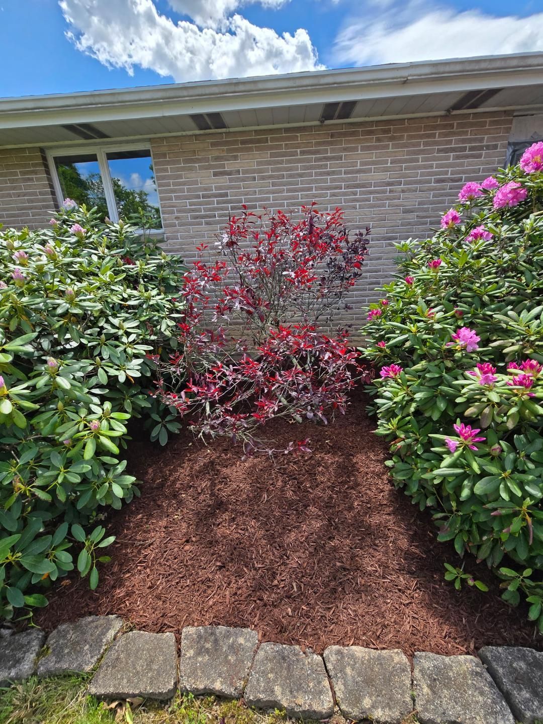 Red-leaved bush between two green rhododendron bushes in a mulched bed against a brick wall.