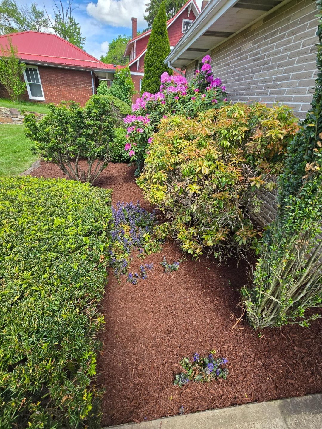 A well-maintained flower bed with shrubs and purple flowers, mulched with brown bark, next to a house.