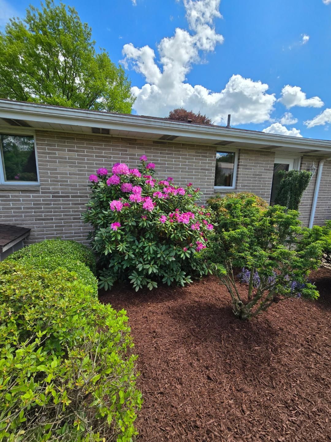 Pink flowering rhododendron and green shrubs border a brick house on a sunny day.