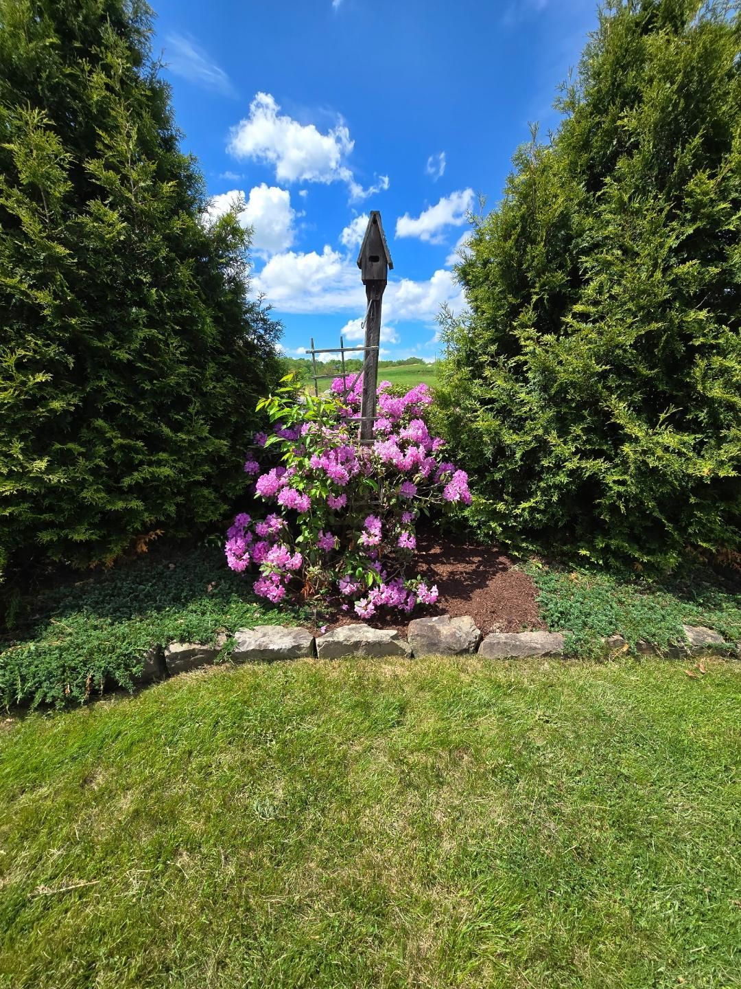 Pink flowering bush between evergreen trees, under a blue sky with clouds.