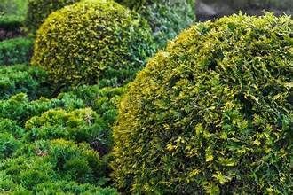 Green topiary bushes in various shapes, including rounded and rectangular forms, outdoors.