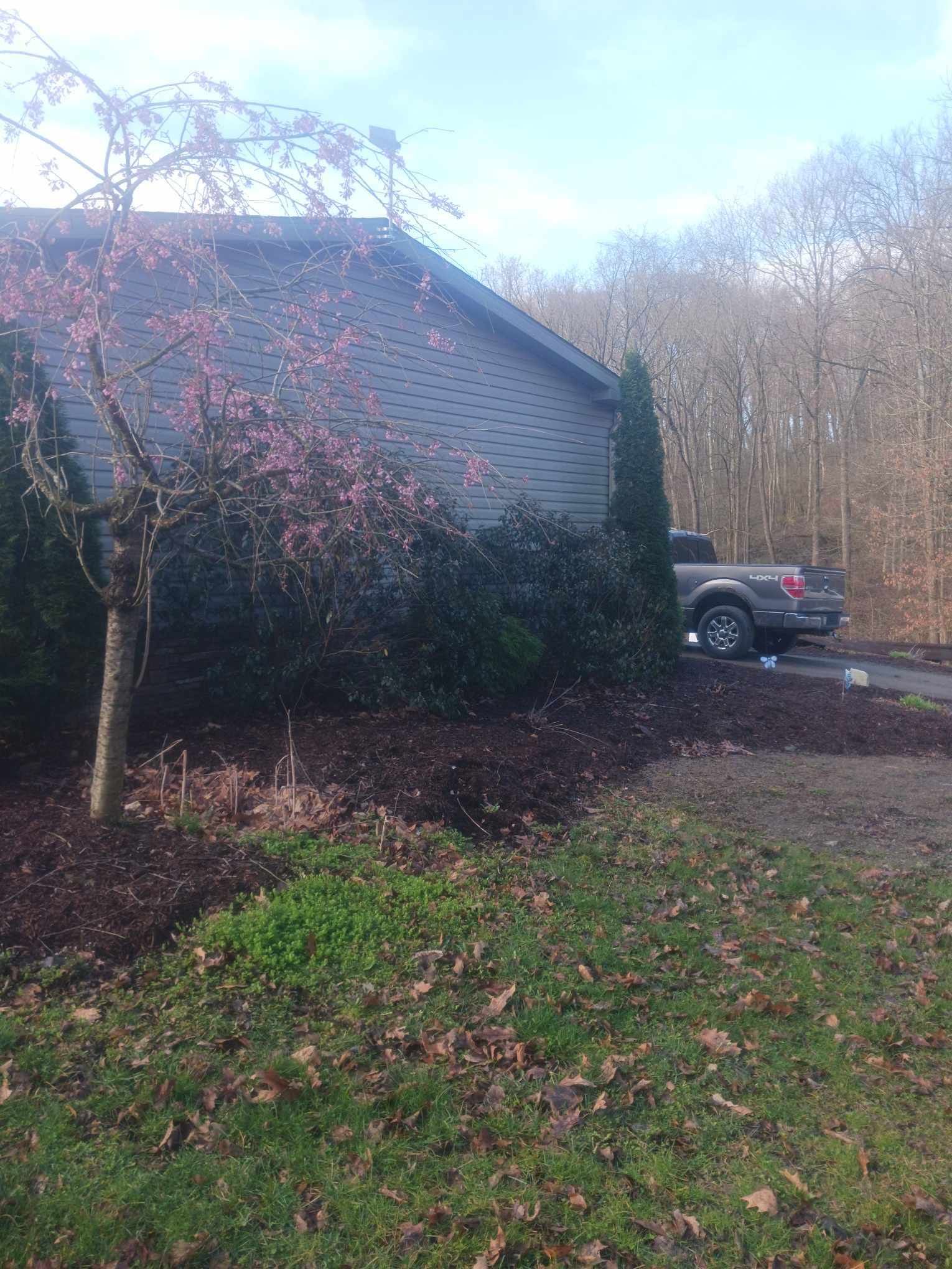 Dark building with pink-flowered tree, green shrubs, brown mulch, and a truck parked beside it.