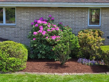 Brick house with a colorful landscaped garden bed: flowering shrub, evergreens, and lavender.