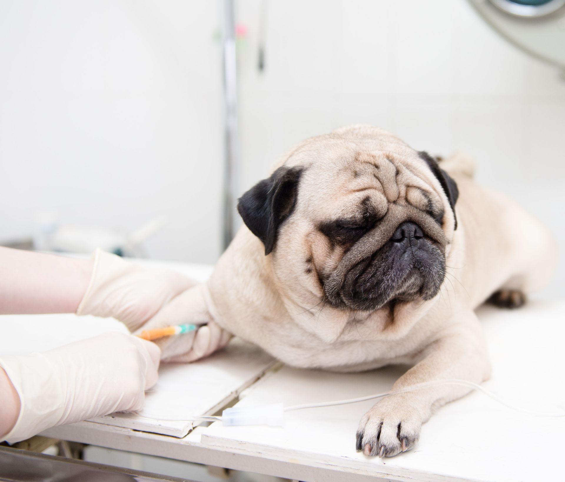 vet clinics