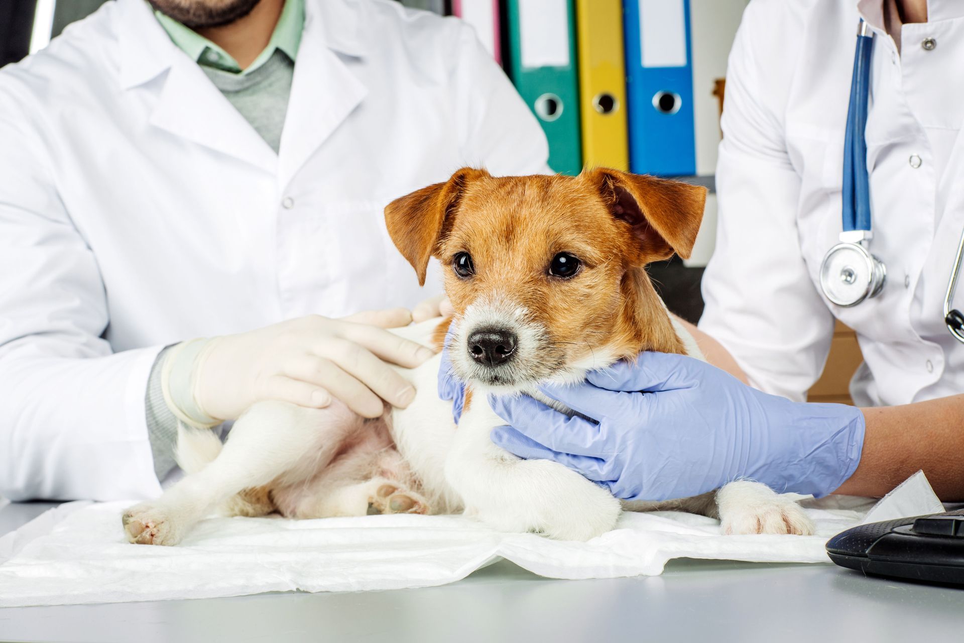 local vet clinic