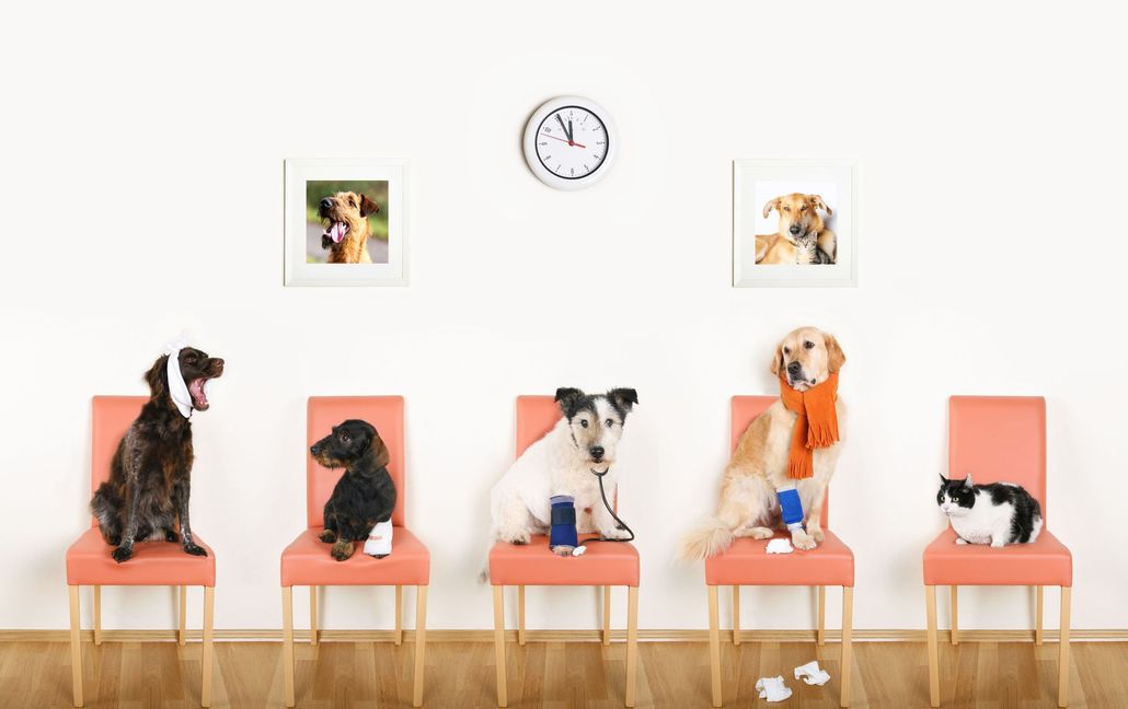 Franklin Veterinary Associates