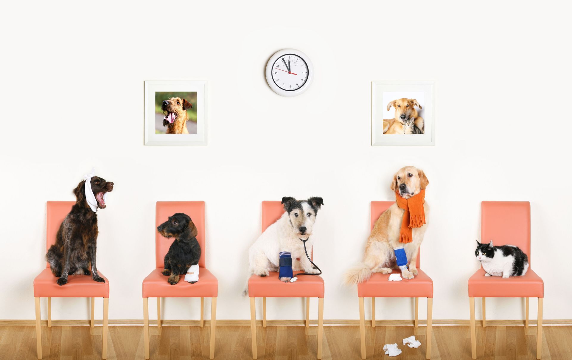 Franklin Veterinary Associates