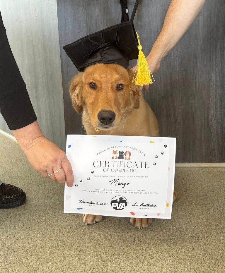 Golden retriever wearing a graduation cap, holding a certificate. Two people hold the dog and the certificate.