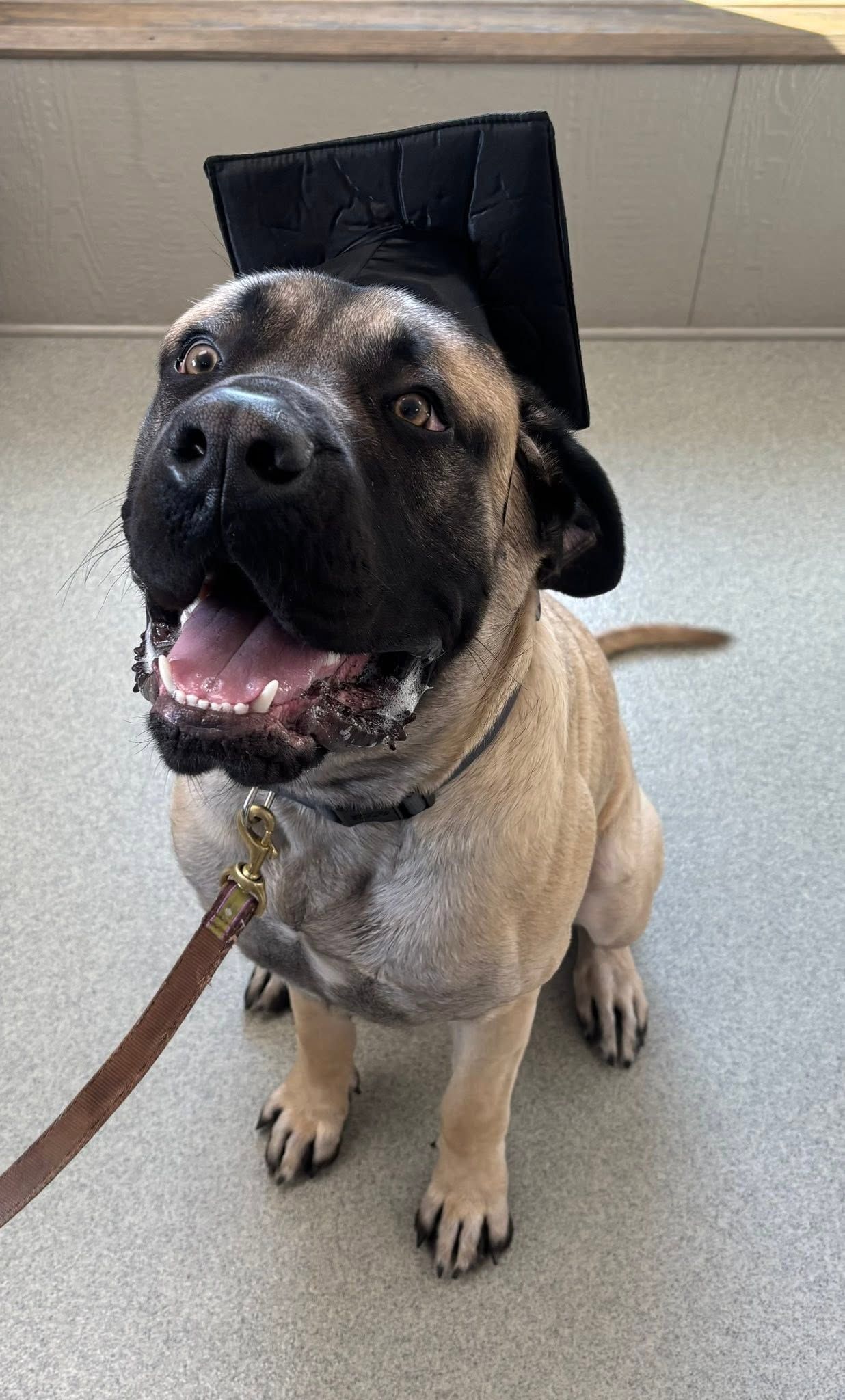 Tan dog with black muzzle sitting on a leash, panting indoors against a tiled wall.