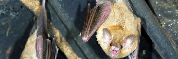 https://le-cdn.hibuwebsites.com/0867351fe9f7405096712a58e7ecd0f3/dms3rep/multi/opt/A-To-Z-Wildlife-Control-supporting-eradicated-bats-in-your-house-640w.jpg