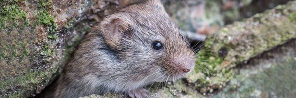 Voles Trapping & Removal in Virginia - Professional Pest Control