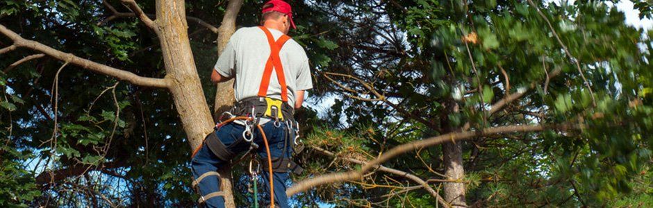 tree thinning and pruning