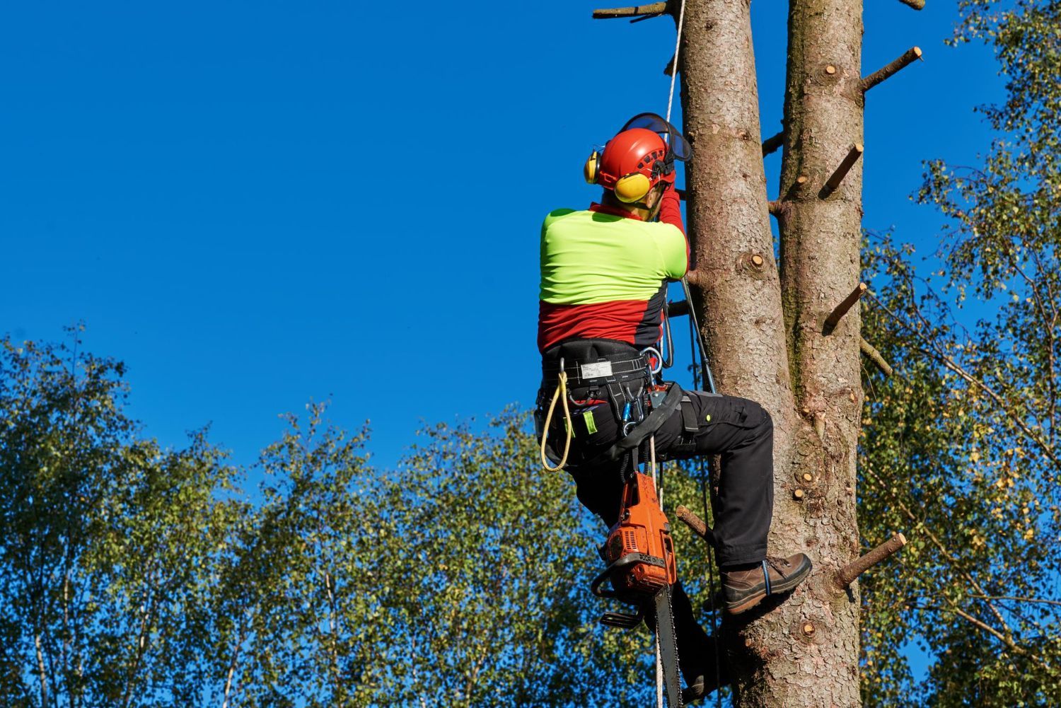 Tree Maintenance