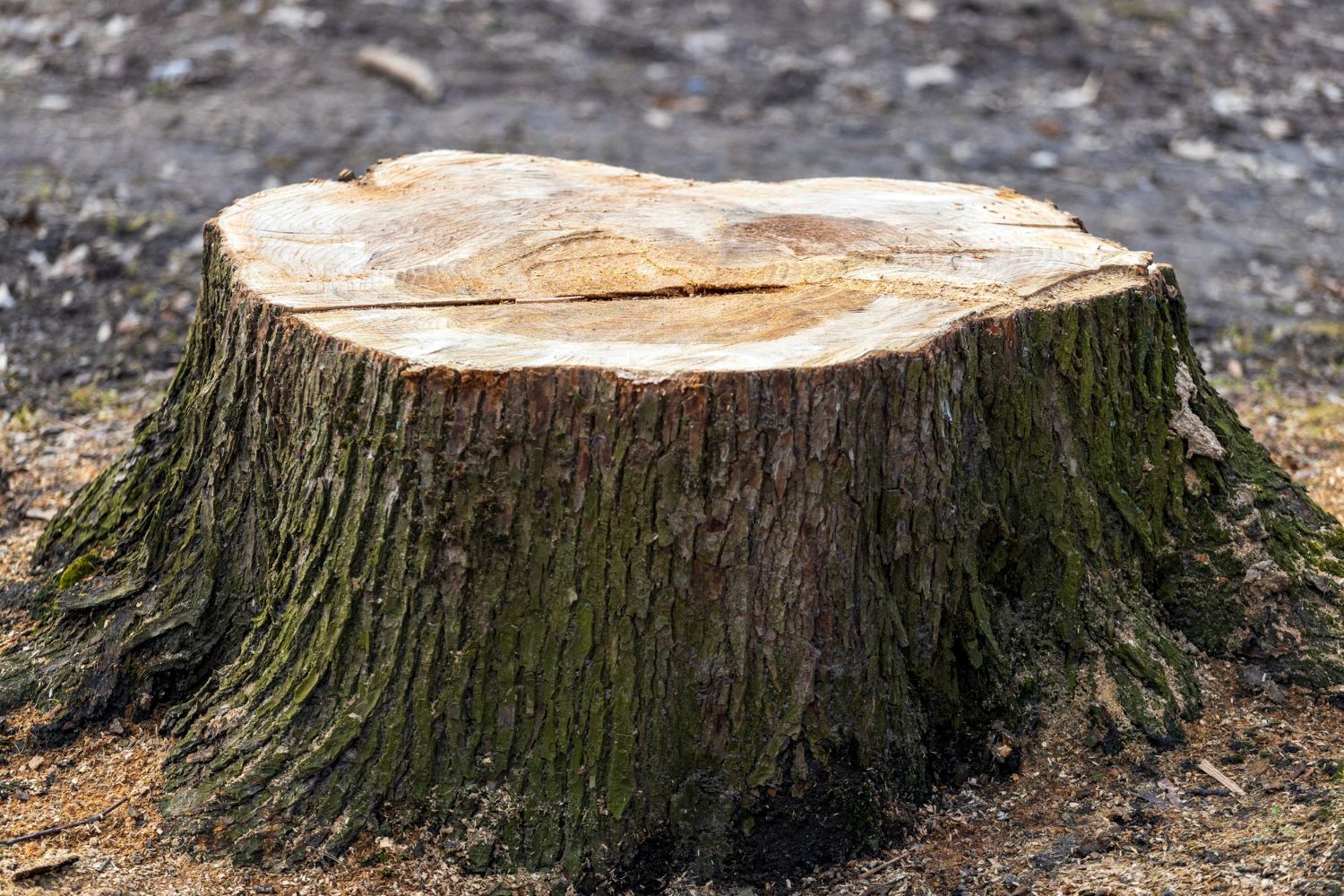 Stump Grinding
