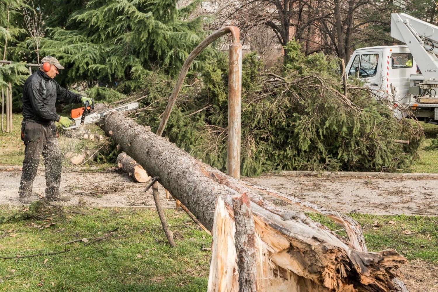 Tree Removal